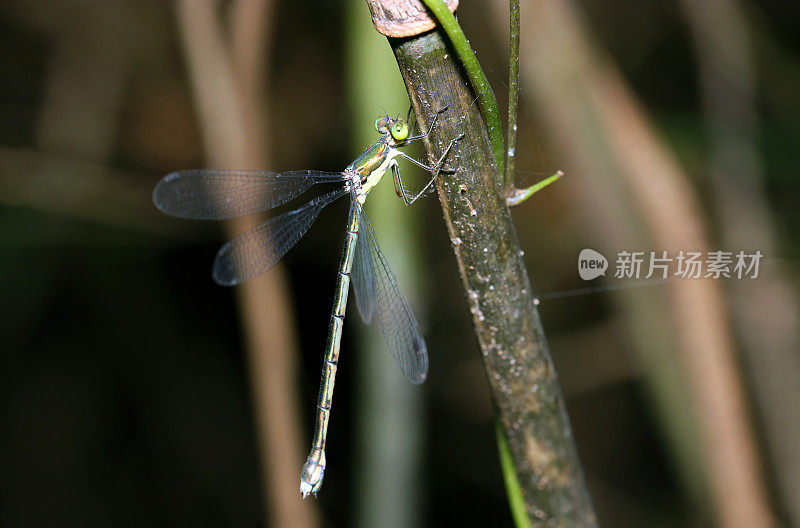 一只绿色金属蜻蜓“Emerald damselfly (Ooaoitotombo, Lestes temporalis)”蜻蜓栖息在干草地上(特写使用微距镜头，闪光灯+自然光)